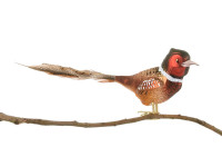 Fasan Nr. 622 Fasan Nr. 622