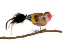 Stieglitz, Naturfedern Stieglitz, Naturfedern