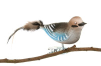 Eichelhäher, Naturfeder Eichelhäher, Naturfeder