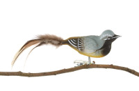 Gebirgsstelze, Naturfedern Gebirgsstelze, Naturfedern