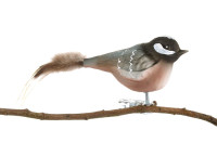 Tannenmeise, Naturfedern Tannenmeise, Naturfedern