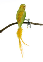 Wellensittich, gelb/grün, Naturfedern Wellensittich, gelb/grün, Naturfedern